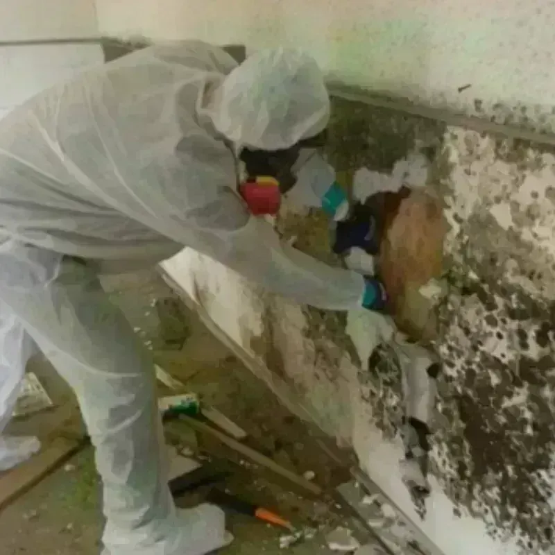 Best Mold Remediation and Removal Service in Rankin, TX